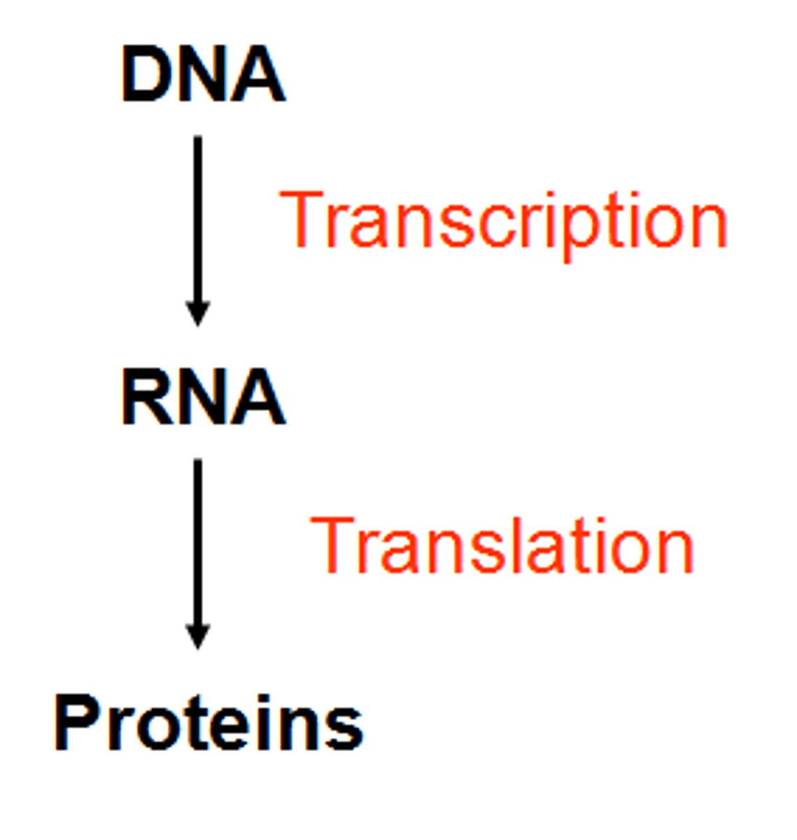 <p>DNA -> transcription--> RNA -> translation --> Protein</p>