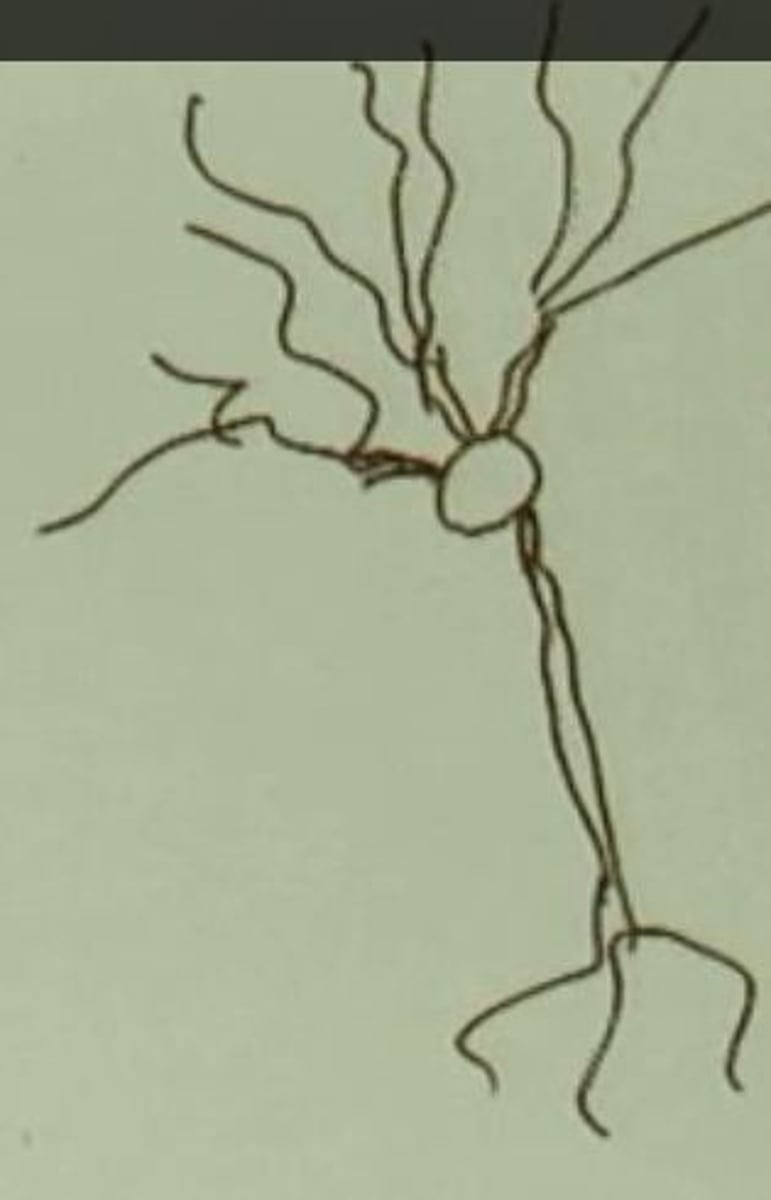 <p>1 axon <br>Many dendrites</p>