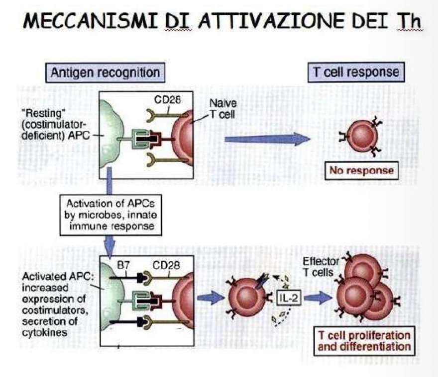 <p>Necessitano di un doppio segnale:</p><ul><li><p>riconoscimento dell’ag e quindi interazione fra TCR e il complesso MHC-peptide (MHC2) </p></li><li><p>Interazione CD28 del linfocita con una molecola costimolatoria dell’APC (CD80 CD86)</p></li></ul><p></p>
