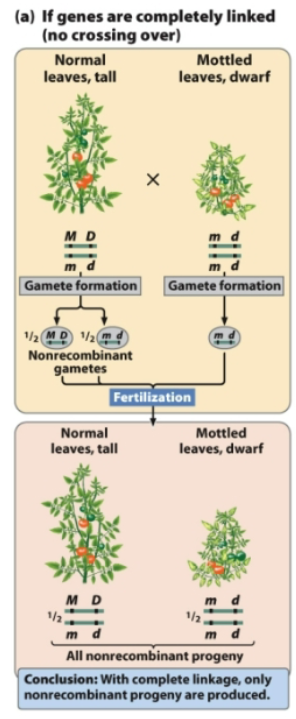 <p>From MmDd, 2 combinations of gametes are possible</p><ul><li><p>MD and md (nonrecombinant gametes)</p></li></ul><p><u>With complete linkage, only nonrecombinant progeny are produced</u></p>
