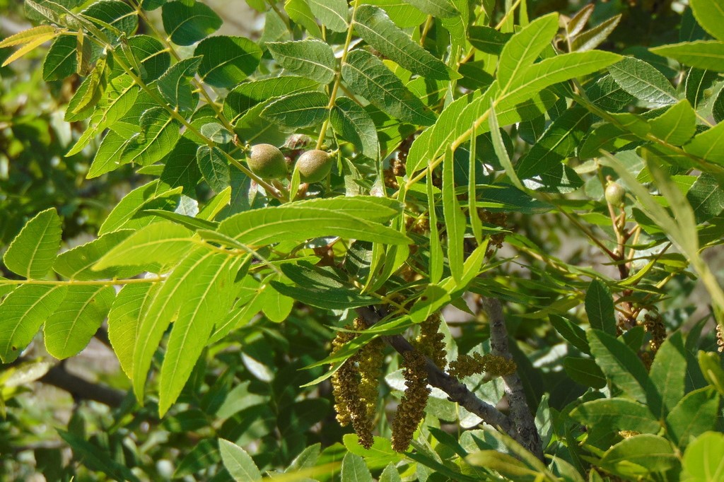 <p>Deciduous tree, small to medium sized tree, to 40 ft (12 m) tall, may be shrub-like when forked near base, short trunk, rounded crown.&nbsp;&nbsp;Leaves alternate, pinnately compound, 15-23 cm long, odd number of leaflets, 11 to 15, each leaflet oblong to lanceolate, 2.5-6 cm long, margin finely serrated, apex long or short pointed, upper surface glossy green, paler below with tufts of hairs along the veins; fall color yellow or brown.&nbsp;&nbsp;Male flowers small, each with 30-40 stamens, in catkins 5-7.5 cm long; female flowers rounded, 2-3 yellow styles about 12 mm long.&nbsp;&nbsp;Fruit globose, 8-12 mm diameter, thin dark-colored husk. Southern Native, approximately from Santa Barbara to San Diego.</p>