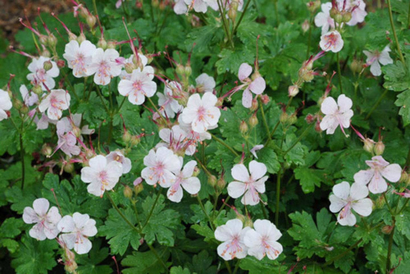 <p>-Pale pink flowers</p>