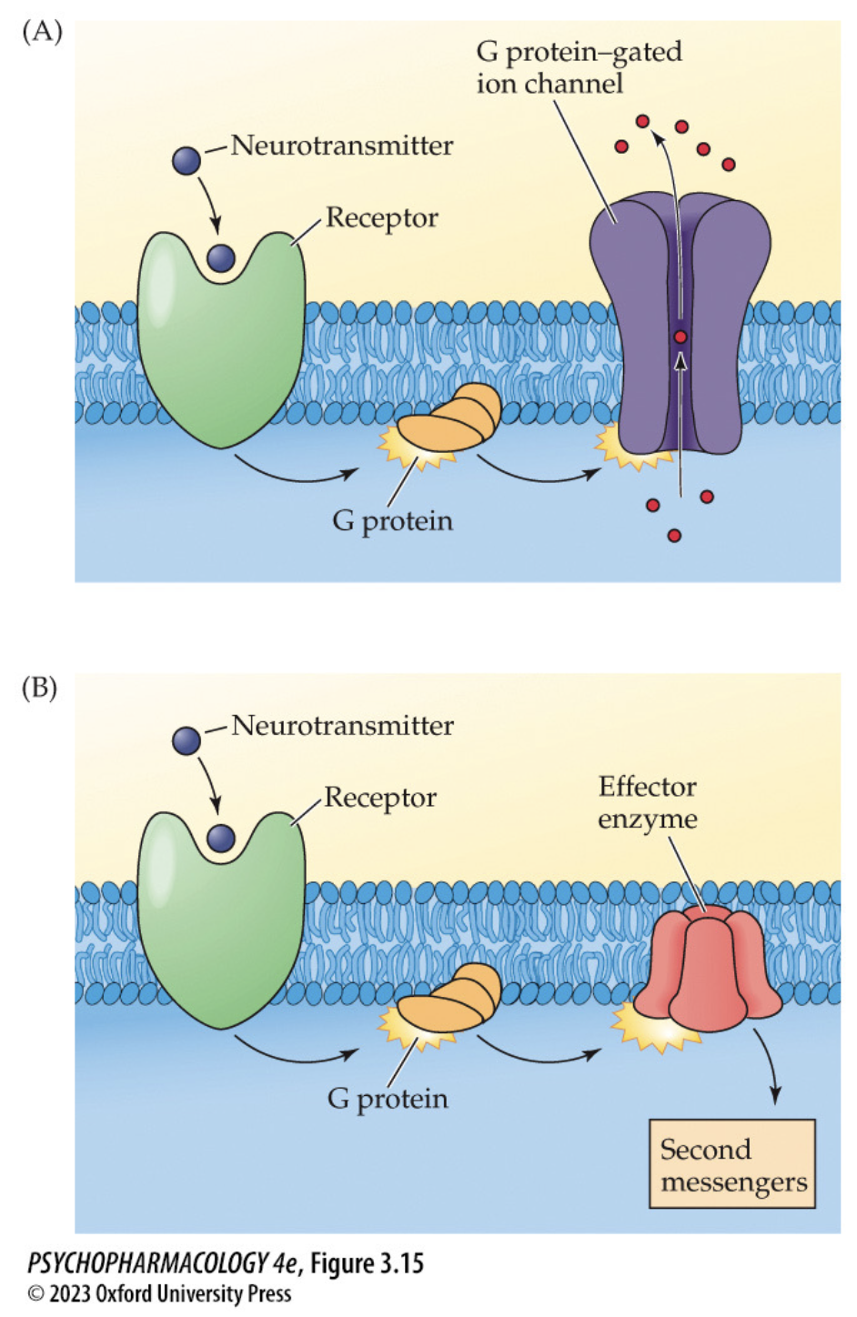 <ul><li><p>consist of a single subunit that works by activating G proteins&nbsp;when NT binds</p></li><li><p>G proteins open ion channels or stimulate/inhibit membrane effector enzymes</p></li><li><p>acts slower but response lasts longer </p></li><li><p>have additional binding sites →<strong> allosteric sites&nbsp;</strong></p></li></ul><img src="https://knowt-user-attachments.s3.amazonaws.com/d8b852b9-ed31-4ade-aec6-e9d0c92f8c2f.png" data-width="100%" data-align="center"><p></p>