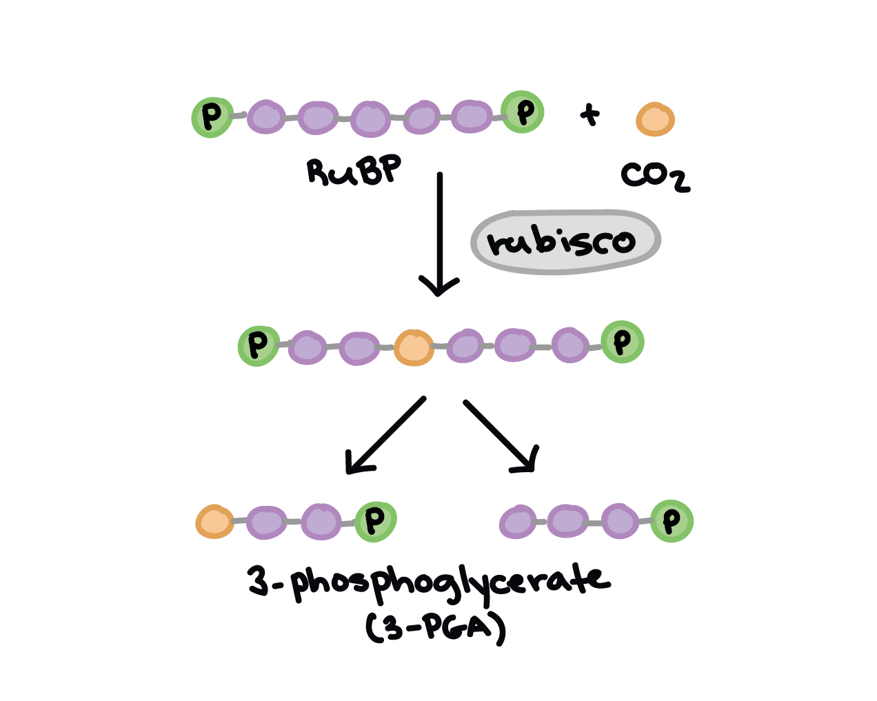 <ol><li><p>1 carbon from CO<sub>2</sub> attaches to RuBP (5 carbons) through Rubisco, creating an unstable molecule that breaks in 2 </p></li><li><p>the unstable molecules breaks into 2 and creates 2 3C molecules called PGA</p></li></ol><p></p>