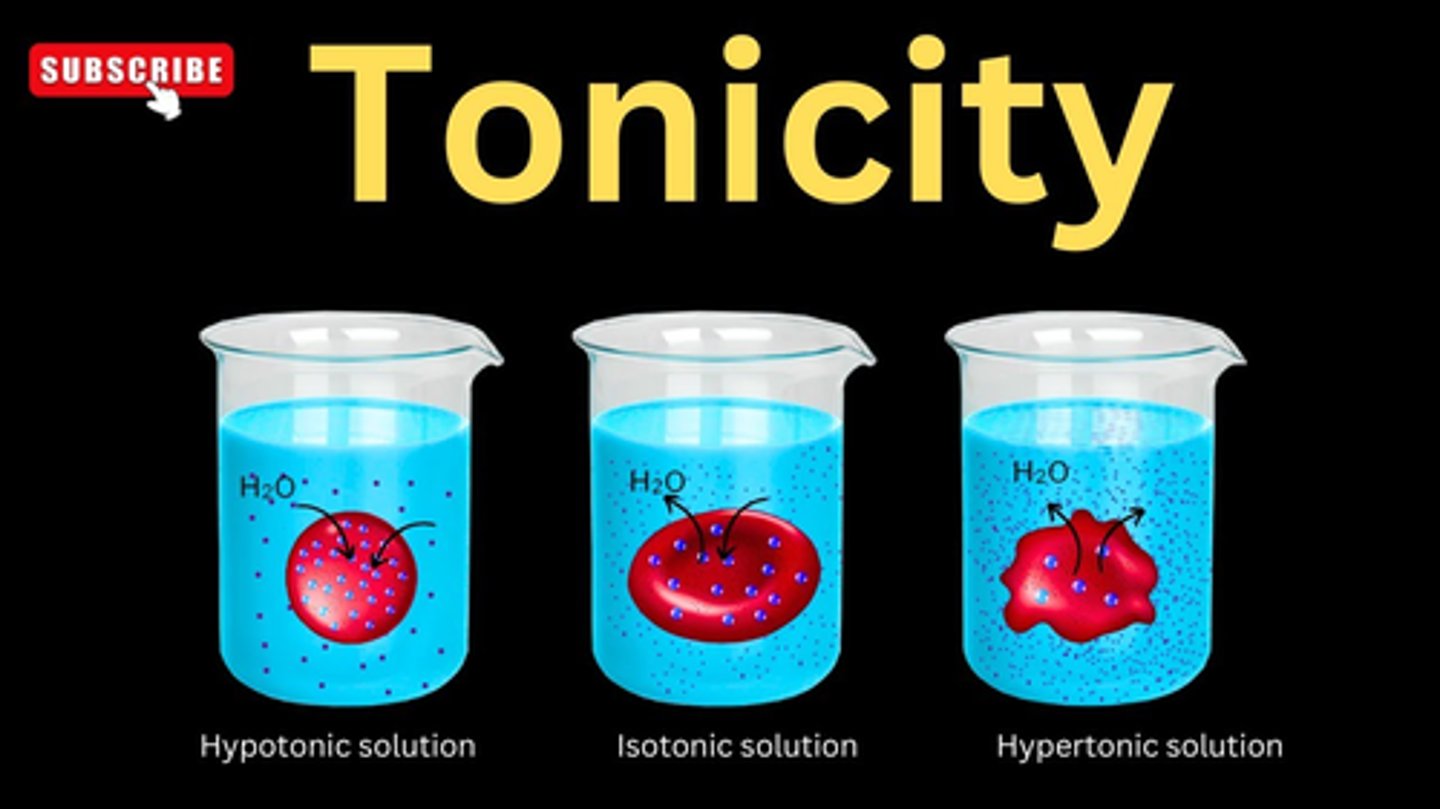<p>1. Hypotonic: more solute is in the cell, so water will enter the cell and the cell will grow. (you can remember that hypo rhymes with grow)</p><p>2. Isotonic: the solute in the cell is equal to the solute outside the cell. Size stays the same</p><p>3. Hypertonic: more solute is outside the cell, so water will exit the cell and the cell will shrivel up.</p><p>This is why saline solution is used in I.V.s; if water was used, the solute around you cells would decrease in concentration and your cells would gain water and possible burst. This is also why you shouldn't drink soy sauce, your brain cells will shrivel up because you are putting more solute around them.</p>
