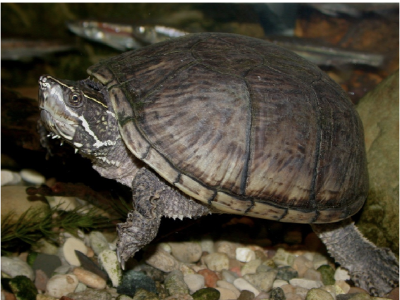 <p>Sternotherus odoratus<br>Eastern musk turtle<br>Kineosternidae</p>