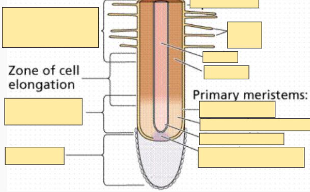 <p>Zone of Cell Elongation</p>