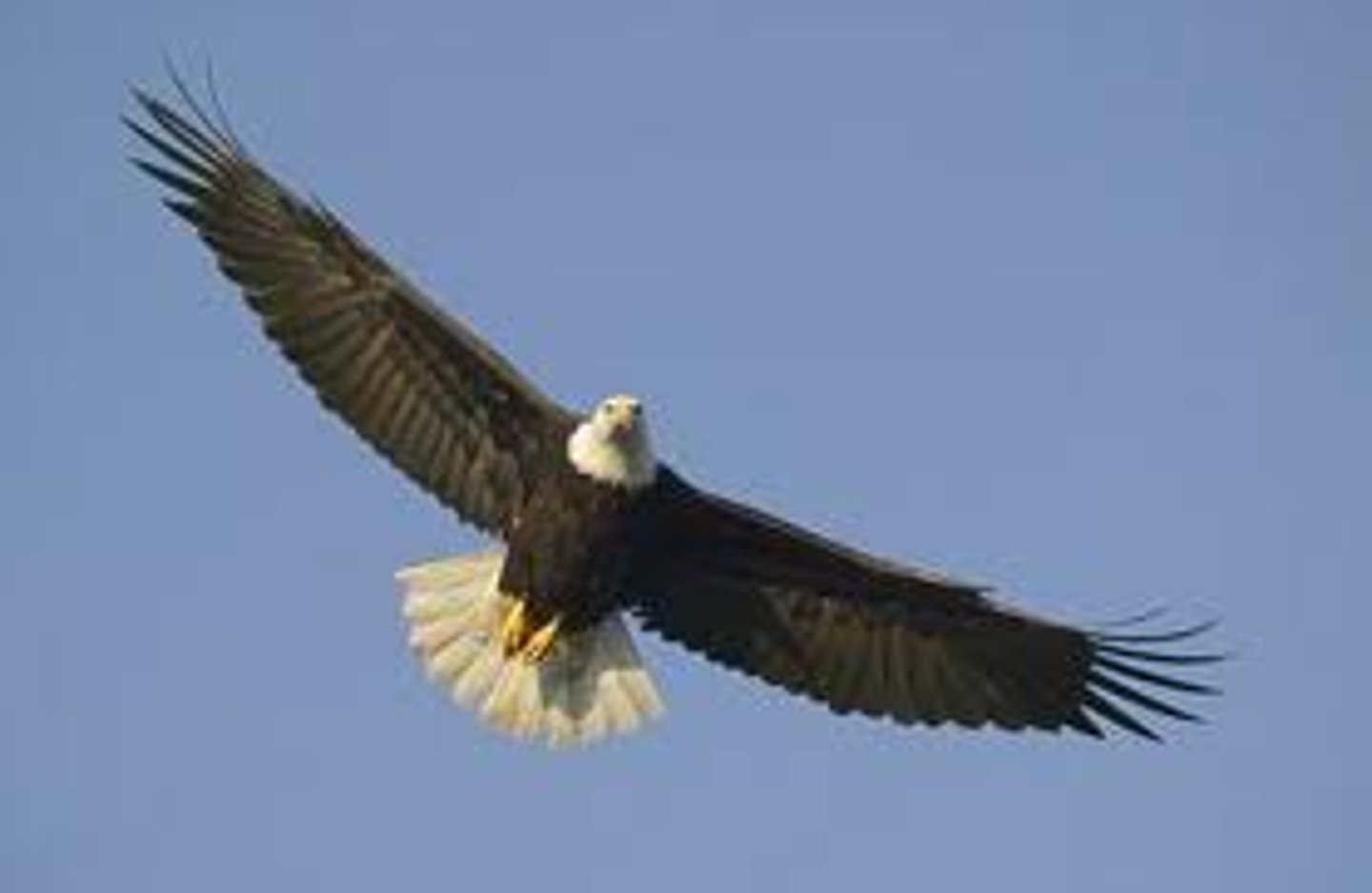 <p>fēi <br>(to fly)</p>