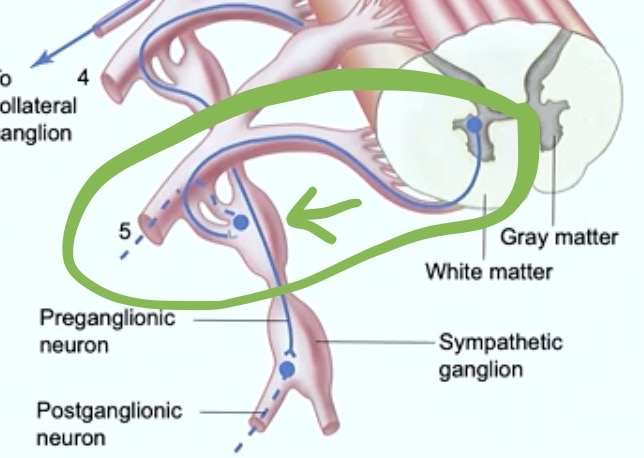 <p>Notice:</p><p>It’s <strong>synapses</strong> literally an<strong> INCH AWAY from the SPINAL CORD</strong></p><p><strong>at the</strong> <span style="color: blue">● <strong>Symapathetic Ganglion Chain</strong></span></p><p><strong>Called a chain because:</strong></p>