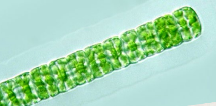 <p>(frw benthic)</p>