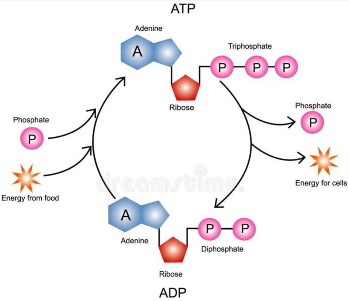 ADP/ATP Recycling Map