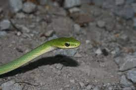 Northern Rough Greensnake
