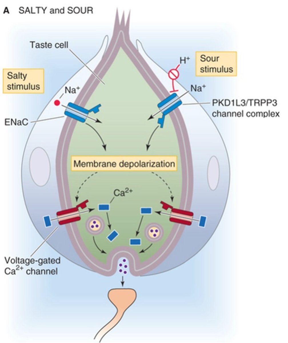 <p>Neurotransmitte binds to postsynaptic receptors, generating an ______ in the dendrite of the ____________ __________</p>