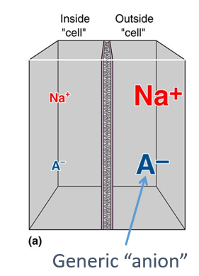 <p>Charge and concentration gradient can affect ion movement, but how do these factors balance out at equilibrium?</p><p></p><p>Explain using image what happens if a sodium channel is added.</p>