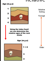 <ul><li><p>A method of determining the <em>order</em> of past events by comparing rock layers (strata), without determining their exact age. It uses principles like the <strong>law of superposition</strong> and <strong>index fossils</strong></p></li></ul><p></p>