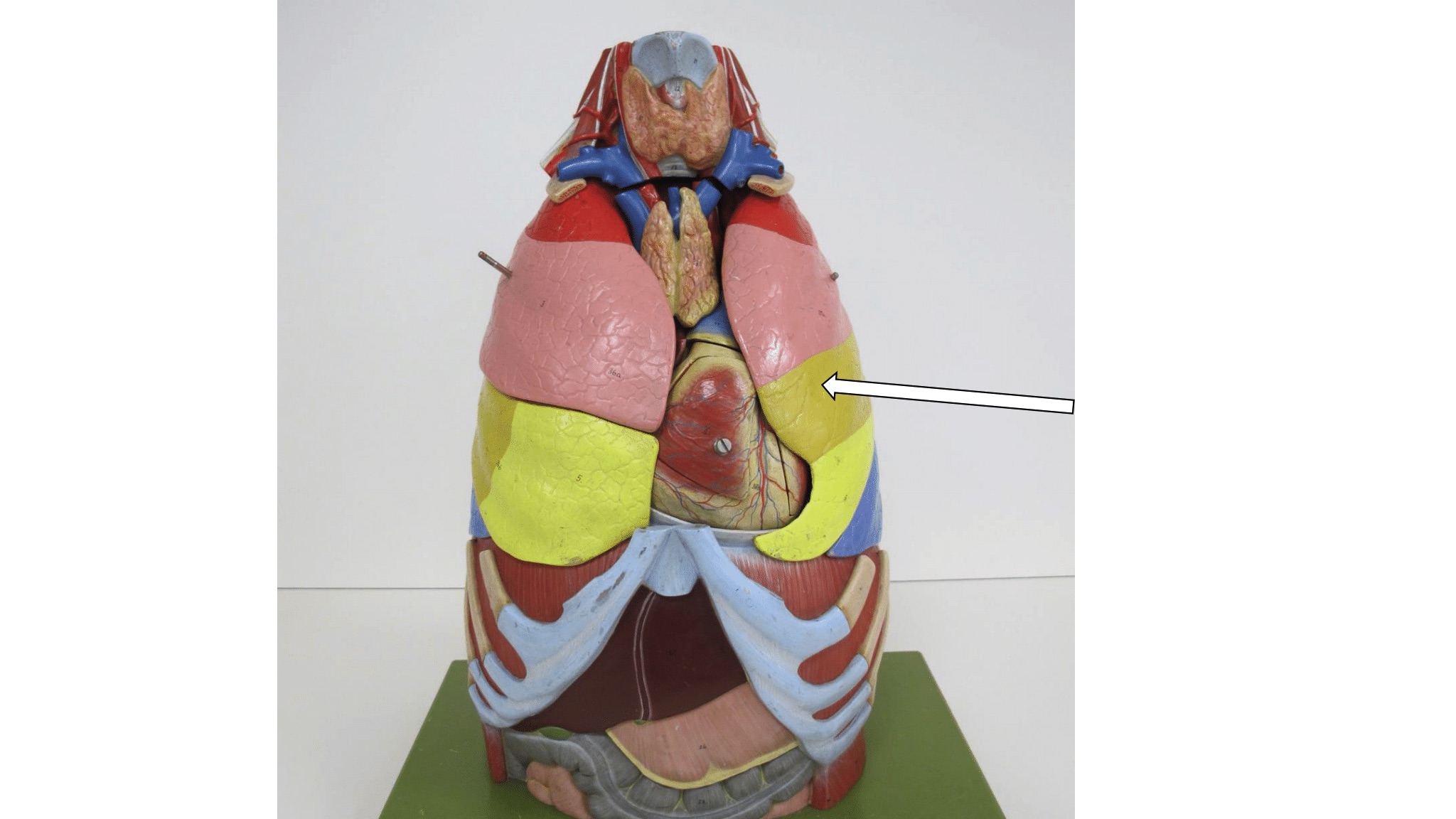 <p>deel van long</p>