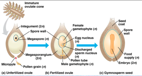 -spore germinates and grows as an external gametophyte; ancestral condition
-Inside!