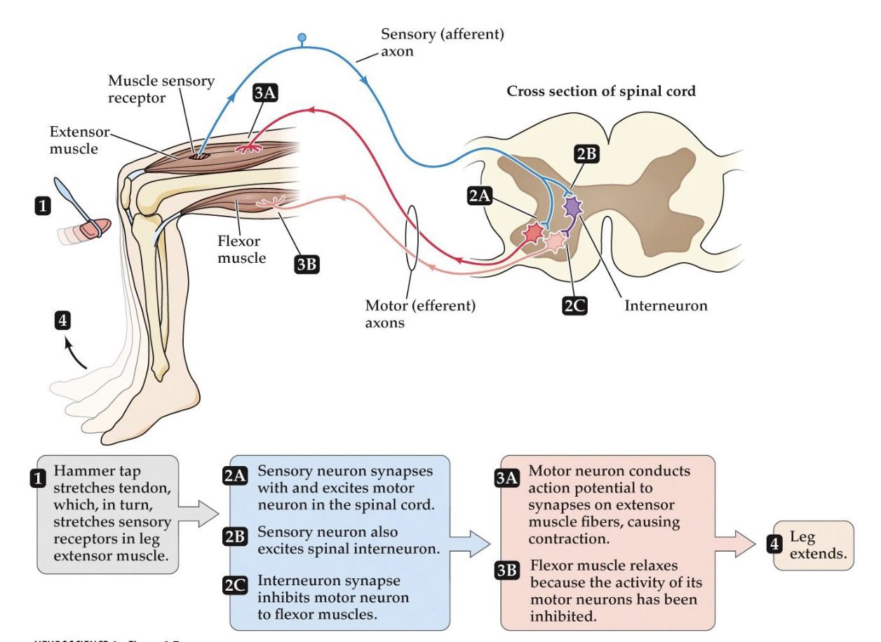 <p>4 steps in simple neural circuit (knee jerk reflex) </p>