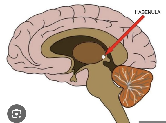 <p>connection between thalamus and brainstem just rostral to pineal gland; input from thalamus, output to midbrain RF</p>