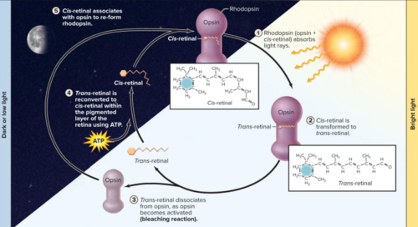 <p>Rhodopsin (opsin +cis retinal) absorbs light rays</p><p>bright light</p>