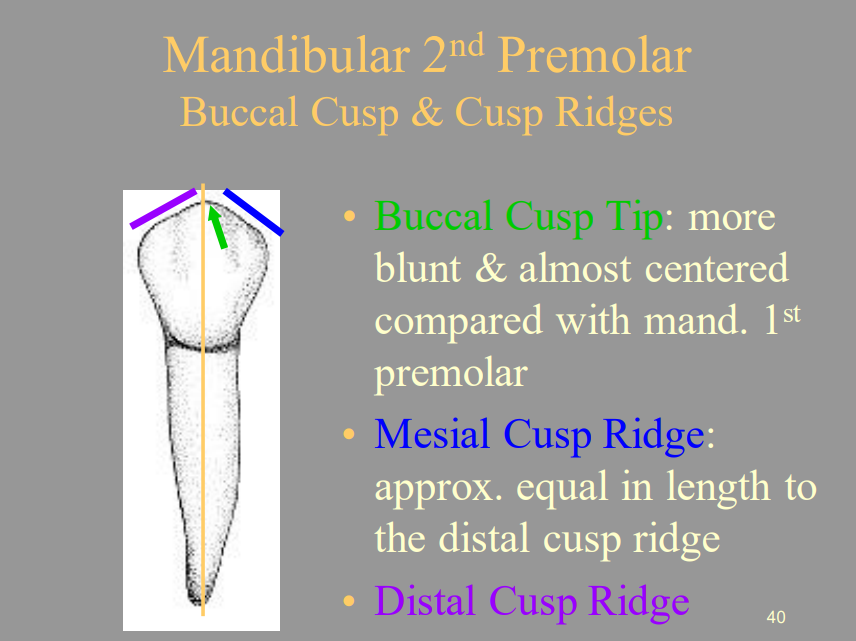 <p>C) Approximately Equal In Length To The Distal Cusp Ridge</p>