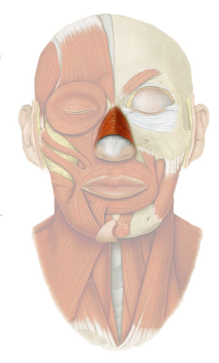 <p>transverse part: compresses nostrils</p><p>alar part: dilates nostrils</p><p>EMOTION: Flares nostrils, as with anger</p><p>N: facial nerve</p>