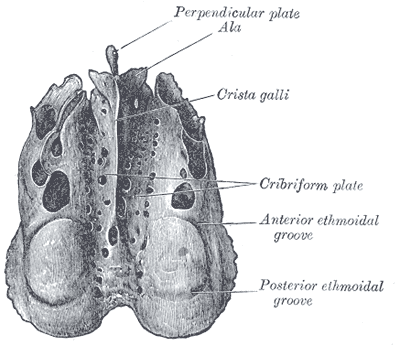 <p>Është pllakë e hollë shoshore katërkëndshe e vrimëzuar që vendoset në incisicura ethmoidalis.</p>