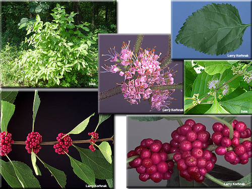 Angiopsperm, dicot
Family: Verbenaceae

Range: Southeastern US (from Midatlantic to FL, west to Texas, up to Missouri)

Habitats: Wide range of habitats. Pinelands, sandhills, disturbed areas, mesic hammocks. Typically a pioneer species (early succession). 

Usually less than 15ft tall. Multi-stemmed shrub. Woody and deciduous. 

Bark: light tan colored but gets gray with time, smooth and tight, has lenticels sometimes (vertical).

Leaves: simple, opposite, 4-ranked (decussate). Elliptical in shape (can vary due to environment). Acuminate apex. Cuneate base. Leaves are pubescent on both sides. Arcuate venation. Crenate margin. Leaves are pungent smelling. 

Twigs: sticky pubescence. Opposite/dichotomous branching.

Flowers/fruits: cymes, clustered fruits. Drupes. In the axils of the leaves.

Uses: songbirds and wildlife love, humans can eat, insecticide, ornamental native. 

Tolerances: not extremely shade tolerance, low salt tolerance, can resprout after fire, low drought tolerance, low to intermediate flood tolerance.