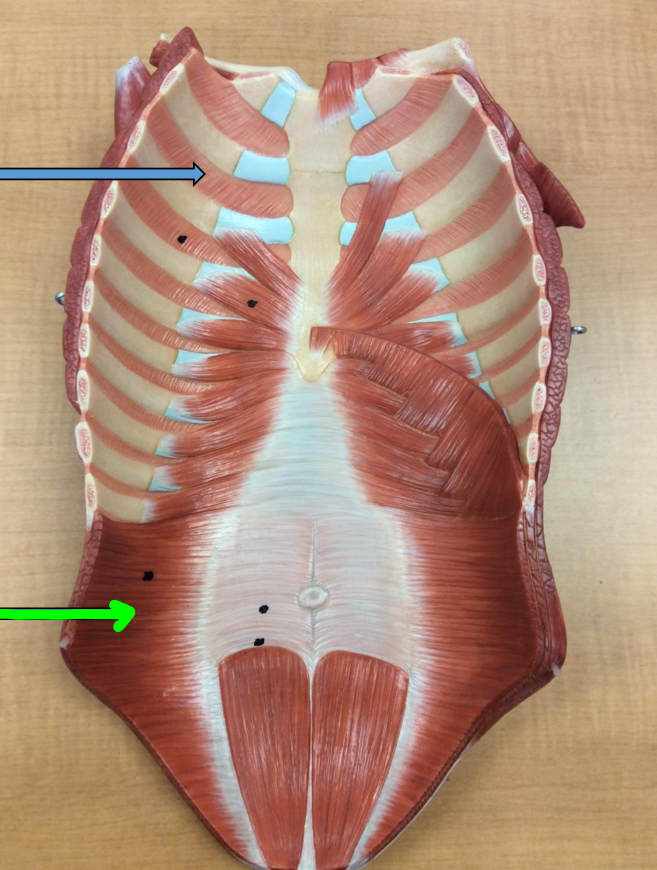 <p>Identify this muscle?</p>