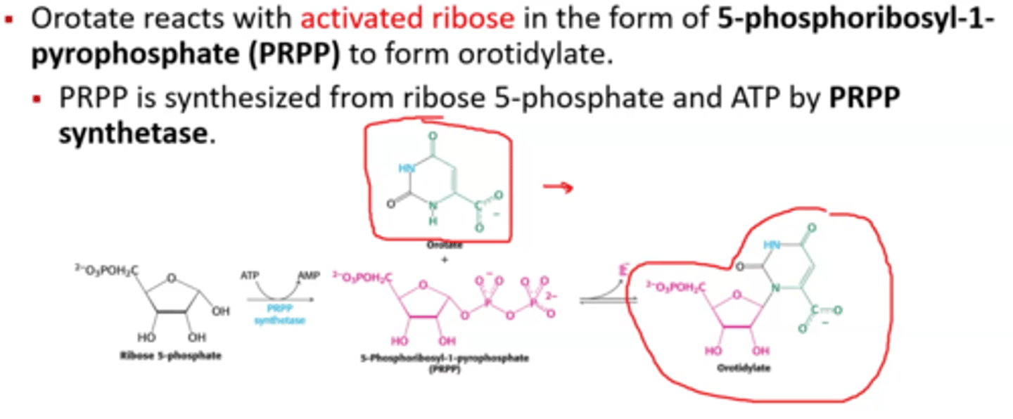 <p>Carbamoyl phosphate synthetase II positive regulators (metabolism)</p>