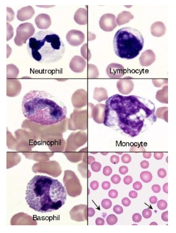 <p>What animal blood is this?</p>