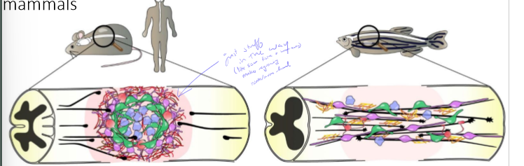 <p>Why don’t spinal cords regenerate very well?</p>