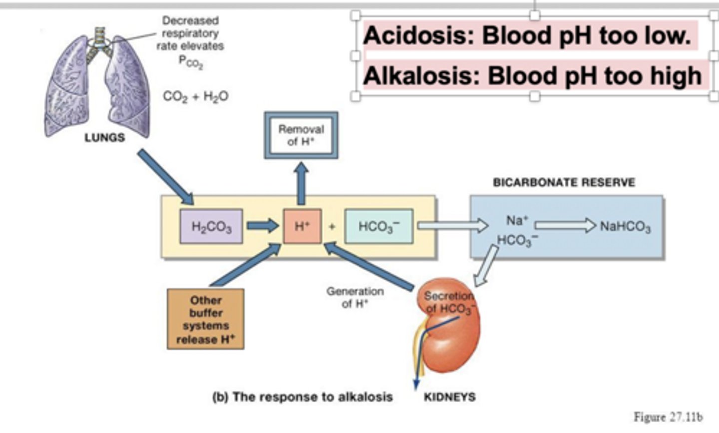 <p>HCO3- + H+ -&gt; H2CO3 -&gt; CO2 (released via lungs) + H20</p><p>HCO3- + H+ can be released via urine during acidosis</p>