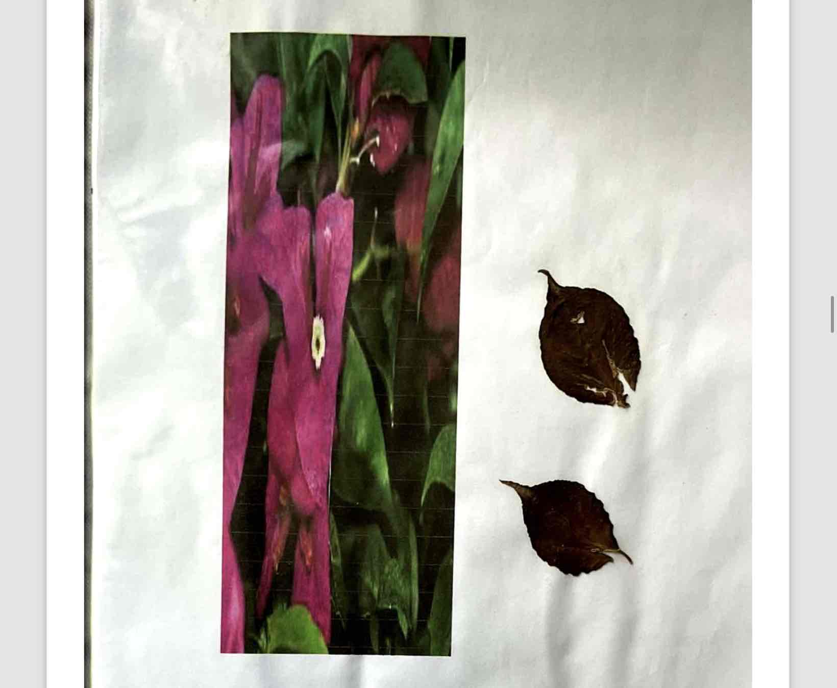 term image