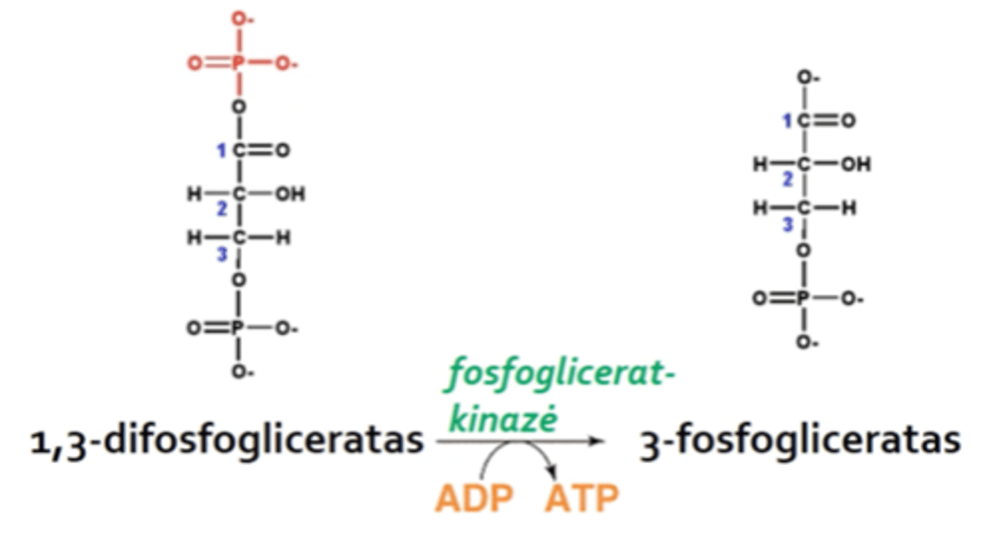 <p>(makroerginis ryšys OP)</p><p>Priskiriamas 1,3-difosfogliceratas, kurio hidrolizės metu yra atpalaiduojama 11,8 kcal/mol energijos</p>