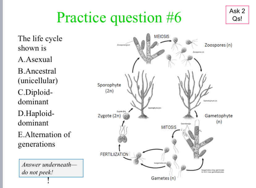 <p>Practice Question (Plant Life Cycle) - The life cycle shown is</p>