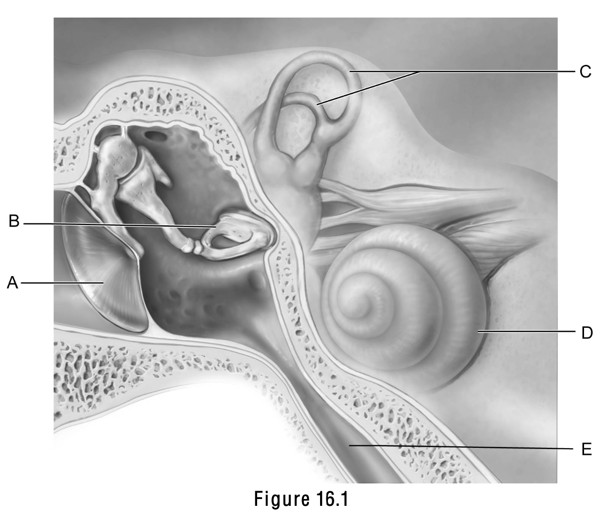 <p>This structure is important in equalizing air pressure on both sides of the eardrum</p>