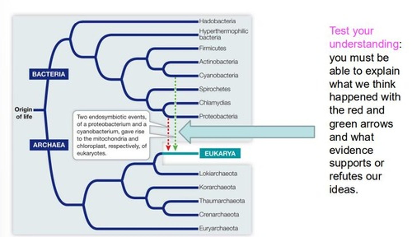 <p>Peptidoglycan.</p>