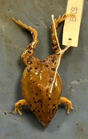 <p>Great plains narrow mouthed toad</p><p>flat bodied</p><p>smooth skin</p><p>sharp snout</p><p>broad waist</p><p>very tiny</p>