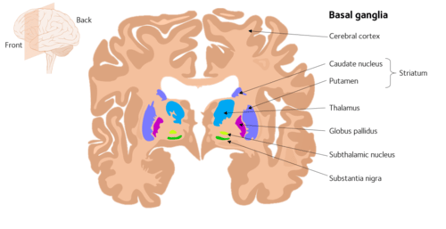 <p>caudate nucleus, putamen, and nucleus accumbens - ventral striatum</p>