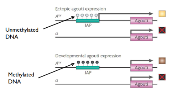 <p><em>agouti</em> gene responsible for coat color</p><p>retrotransposon element insertion upstrream of <em>agouti </em></p><p>IAP (cryptic promotor) can affect expression</p><p>IAP methylation → silencing of gene → brown</p><p>unmethylated IAP →yellow</p>