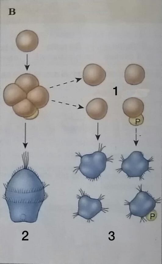 <p>B. Mosaico (molusco)</p><ol><li><p>Blastómeros disgregados</p></li><li><p>Larva normal</p></li><li><p>Larva defectuosa</p></li></ol>