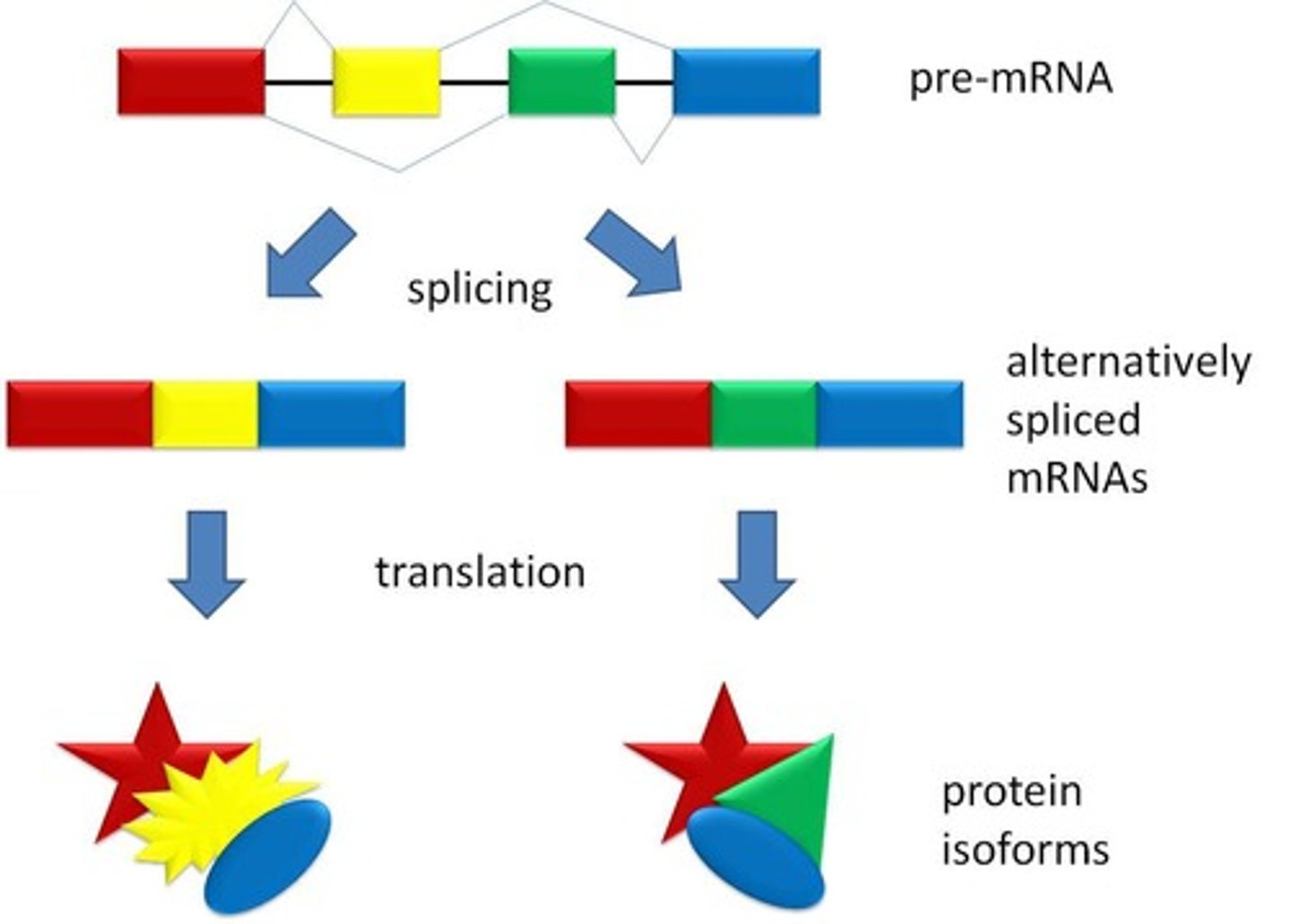 <p>Different mRNA forms from a single pre-mRNA.</p>