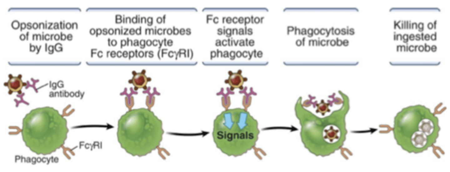 <p>Ab bind to microbe (opsonisation) with high specificity and affinity.</p><p>Phagocyte binds to Ab via Fc Receptor (FcR)</p><p>This is a more efficient detection system than PRRs</p>