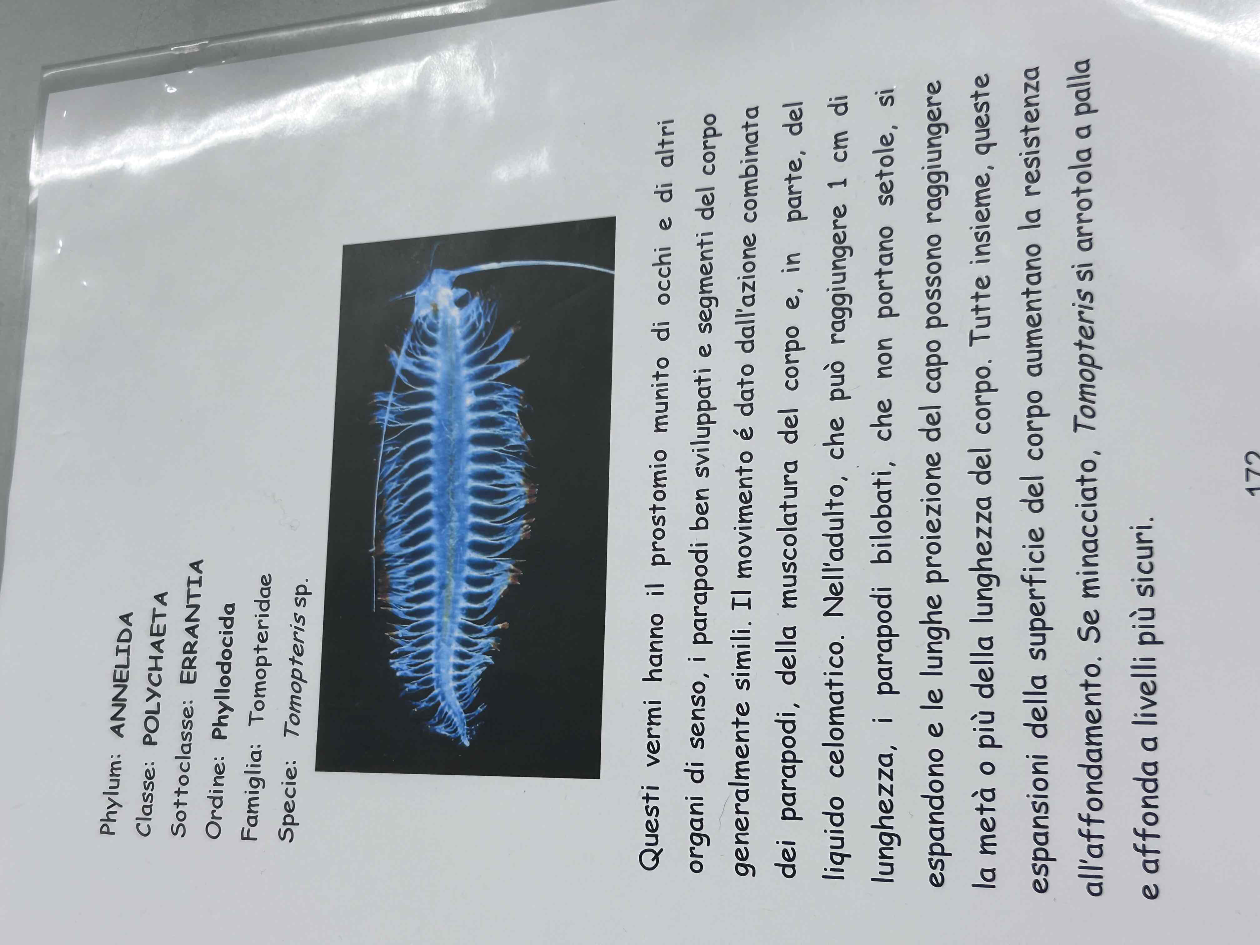 <p>Anellidi</p><p>Policheti erranti</p><p>Tomopteris sp</p>