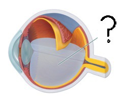 soft, jelly-like material behind the lens in the vitreous chamber; helps maintain the shape of the eyeball
