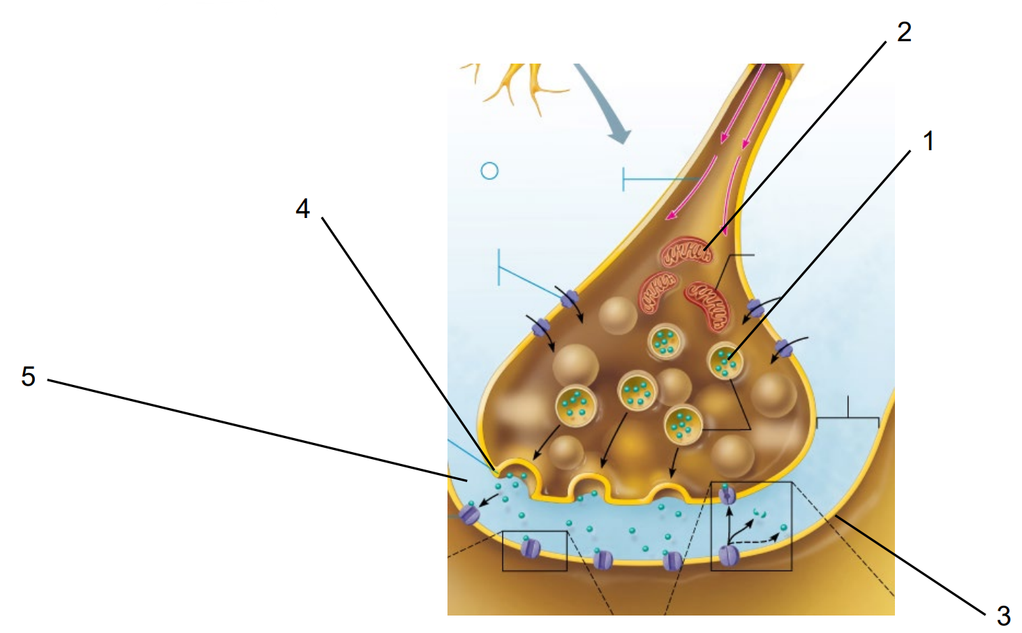 <p>Name the structures of the Chemical Synapse:</p>
