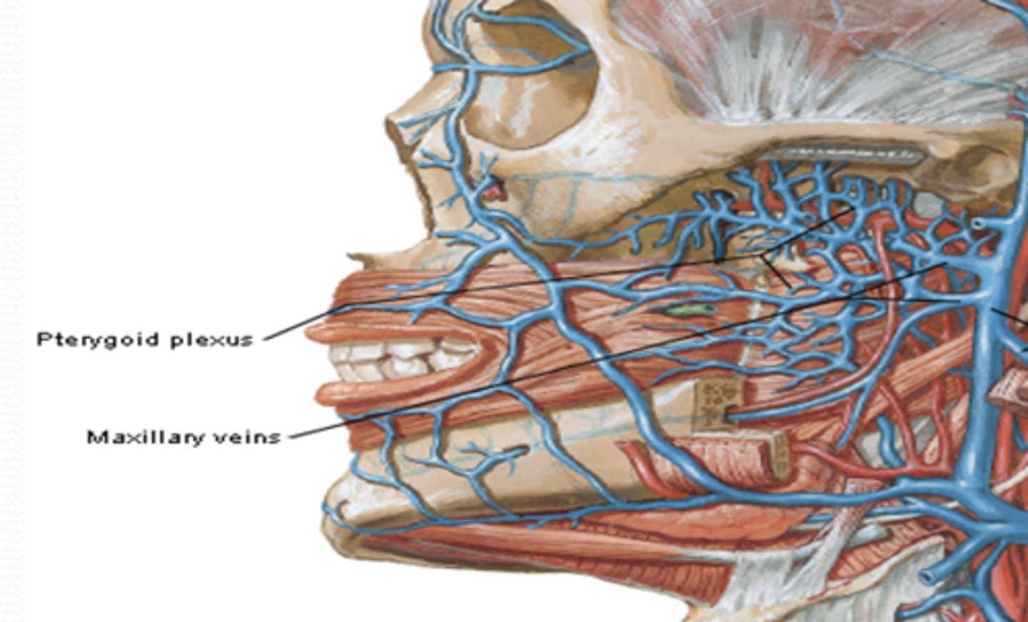 <p>What is the location of the Pterygoid venous plexus of the external jugular vein? What is its connection? What is the clinical relevance associated?</p>