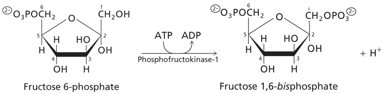 <p>Fructose 6-phosphate converted to Fructose 1,6 bisphosphate</p><p>Enzyme: Phosphofructokinase-1: a transferase</p><p>2nd ATP in glycolysis used</p>