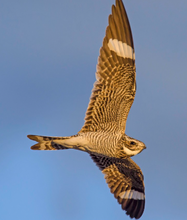 <p>What bird is this? </p>